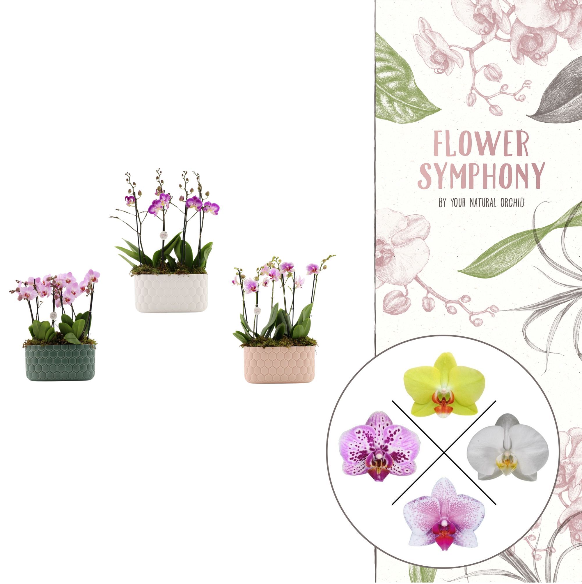 Honingraat BHome mix 1 | 2 plants in 1 pot | Phalaenopsis, D 26