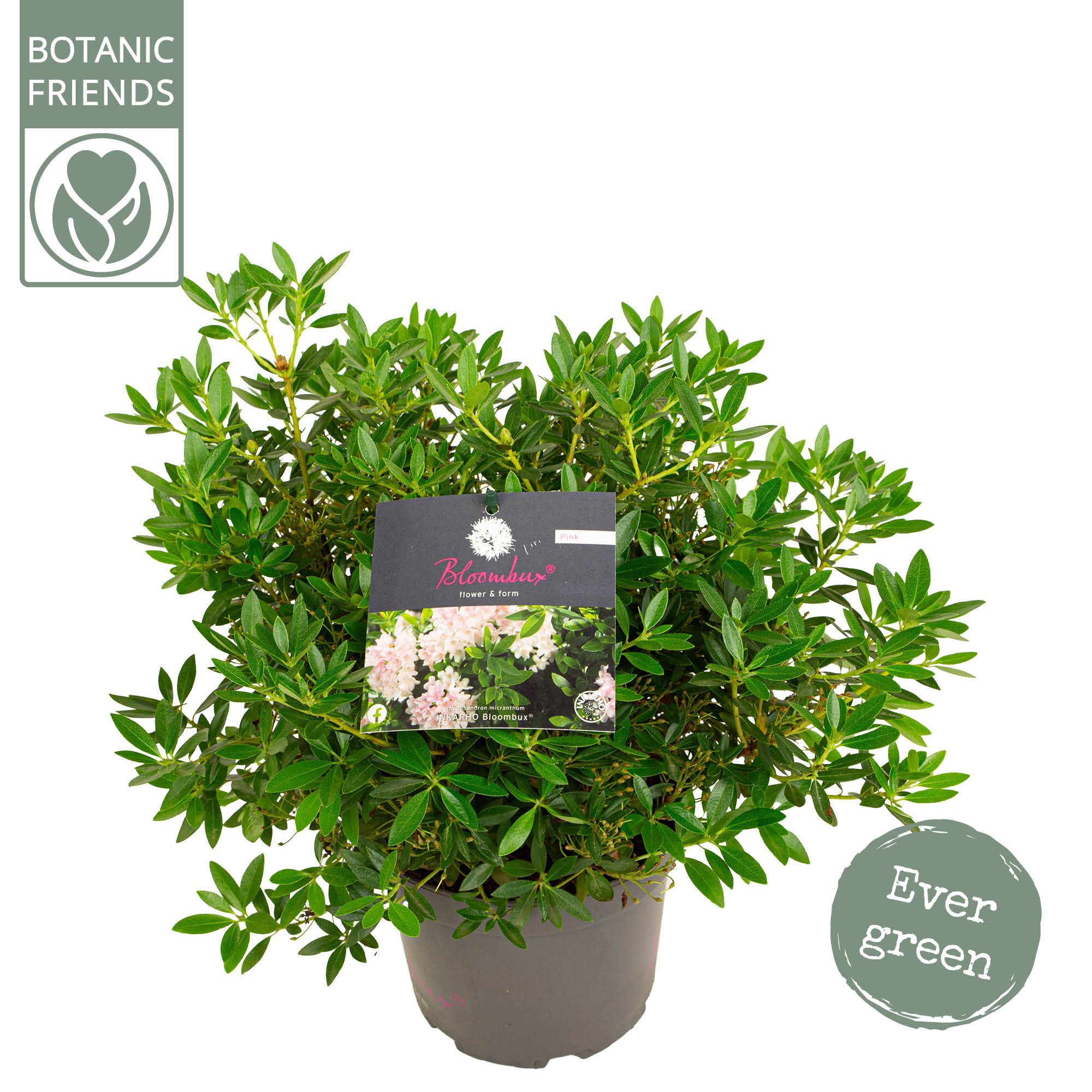 Rhododendron 'Bloombux' Pink, D 17