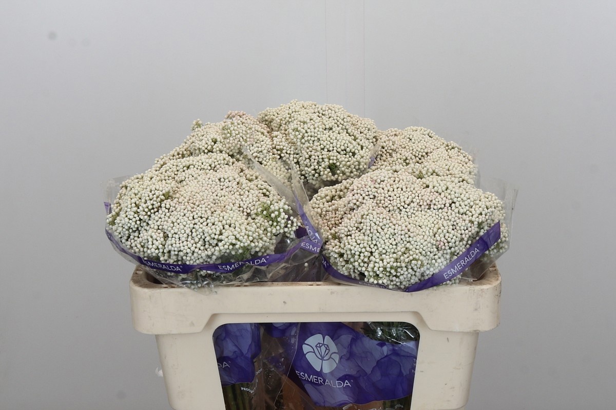 Озотамус Кукс Сноу Вайт 50, шт.