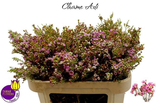 Шамелациум Ади 70 (роз.), шт.
