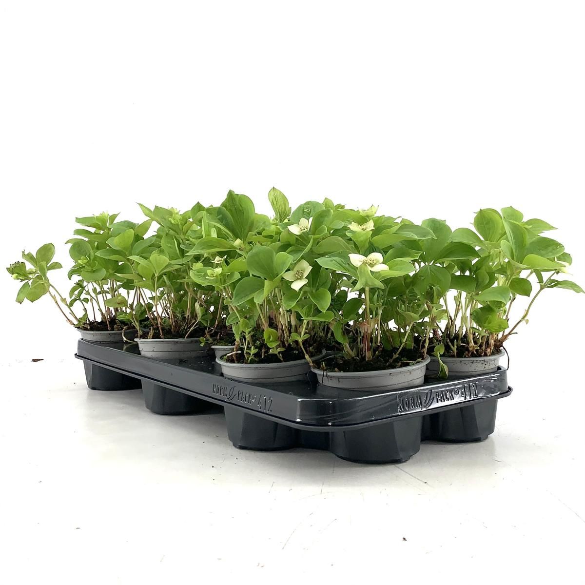 Cornus canadensis, D 10,5