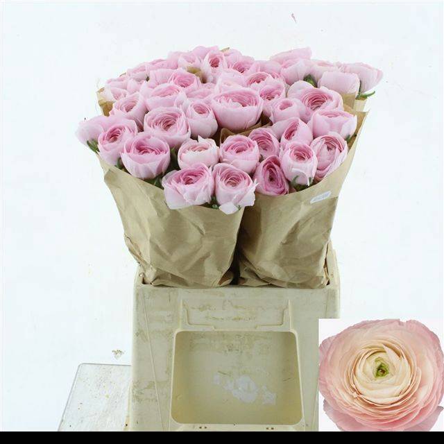 Ранункулус Саксесс Ханой 45, шт.