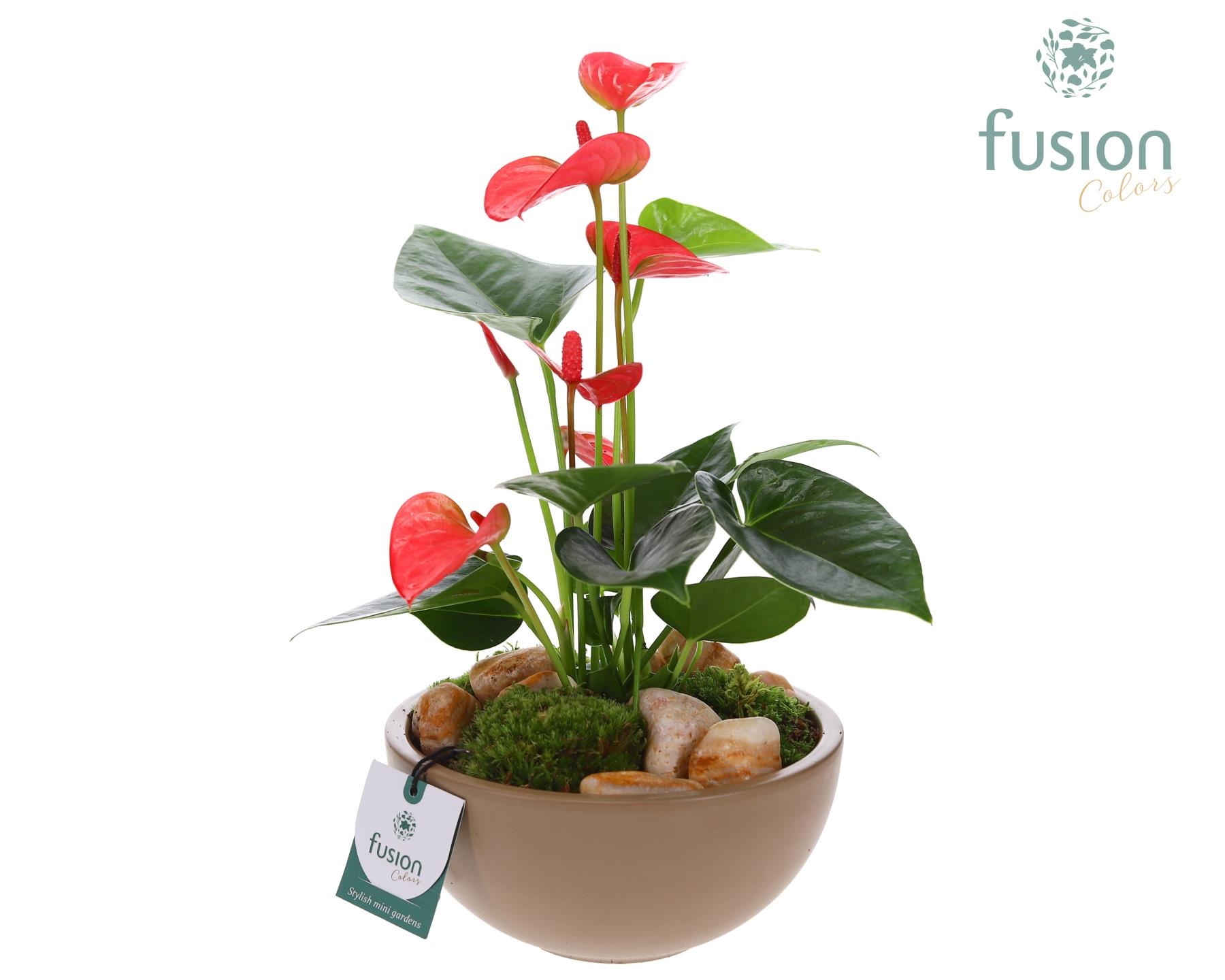 Schaal keramiek Moon Medium beige met Anthurium, D 18