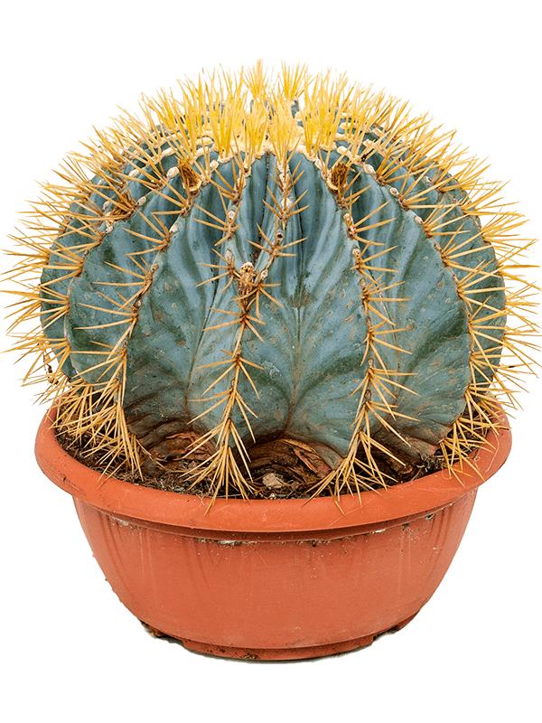 Ferocactus glaucescens, D 25 cm