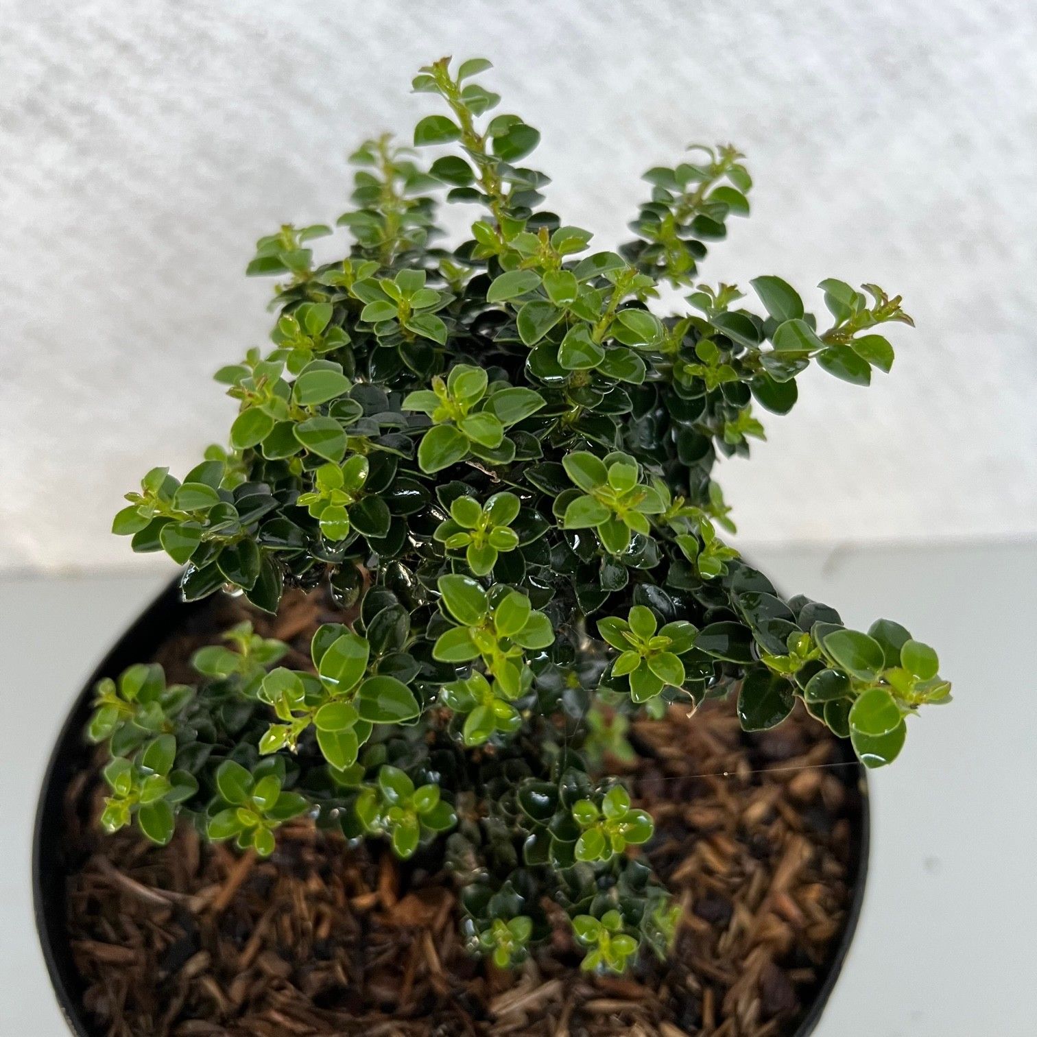 Ilex crenata 'Jersey Jewel', D 17