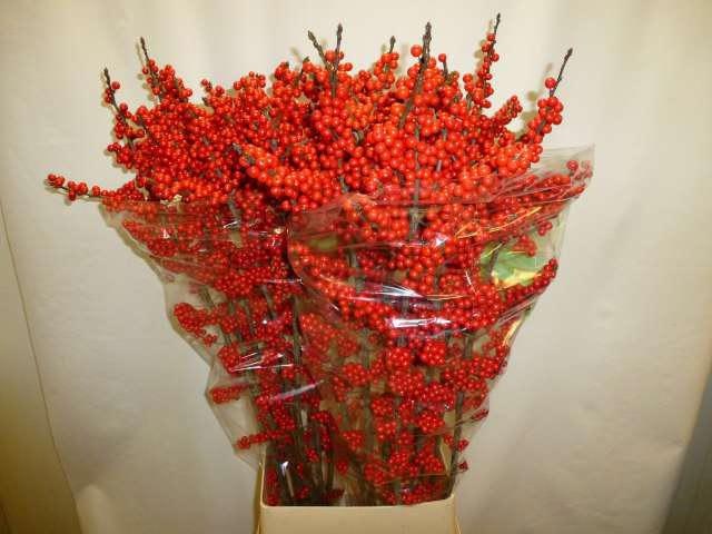 Илекс Красные ягоды 120, шт.