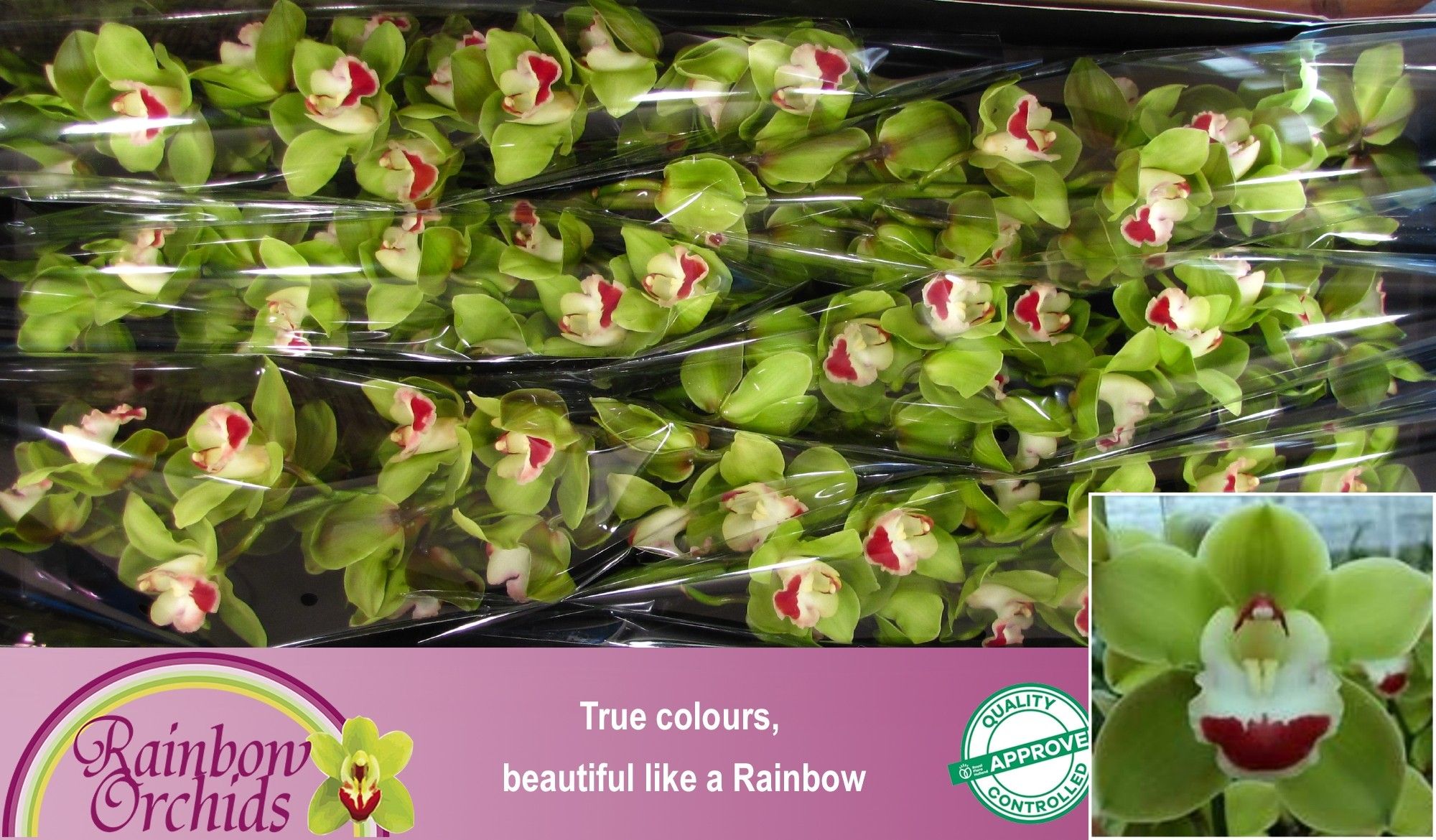 Цимбидиум Топ Спот x6 80, шт.