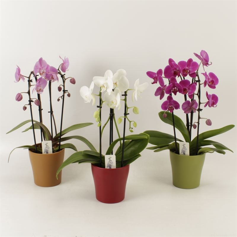 Phalaenopsis Elegant Cascade Duoboga gemengd in hersft keramiek, D 12 cm