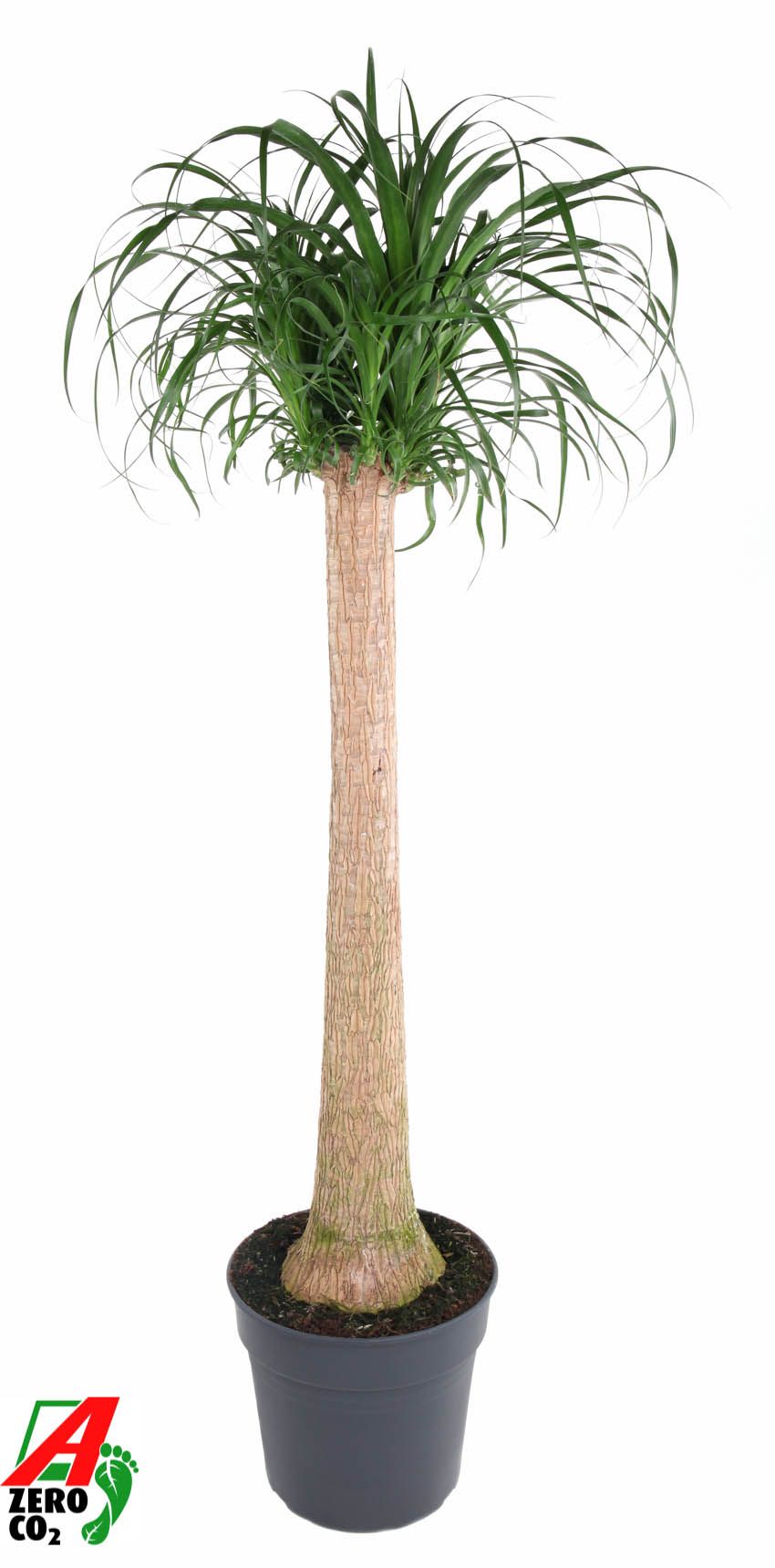 Beaucarnea stam P34 - 3ft, D 34