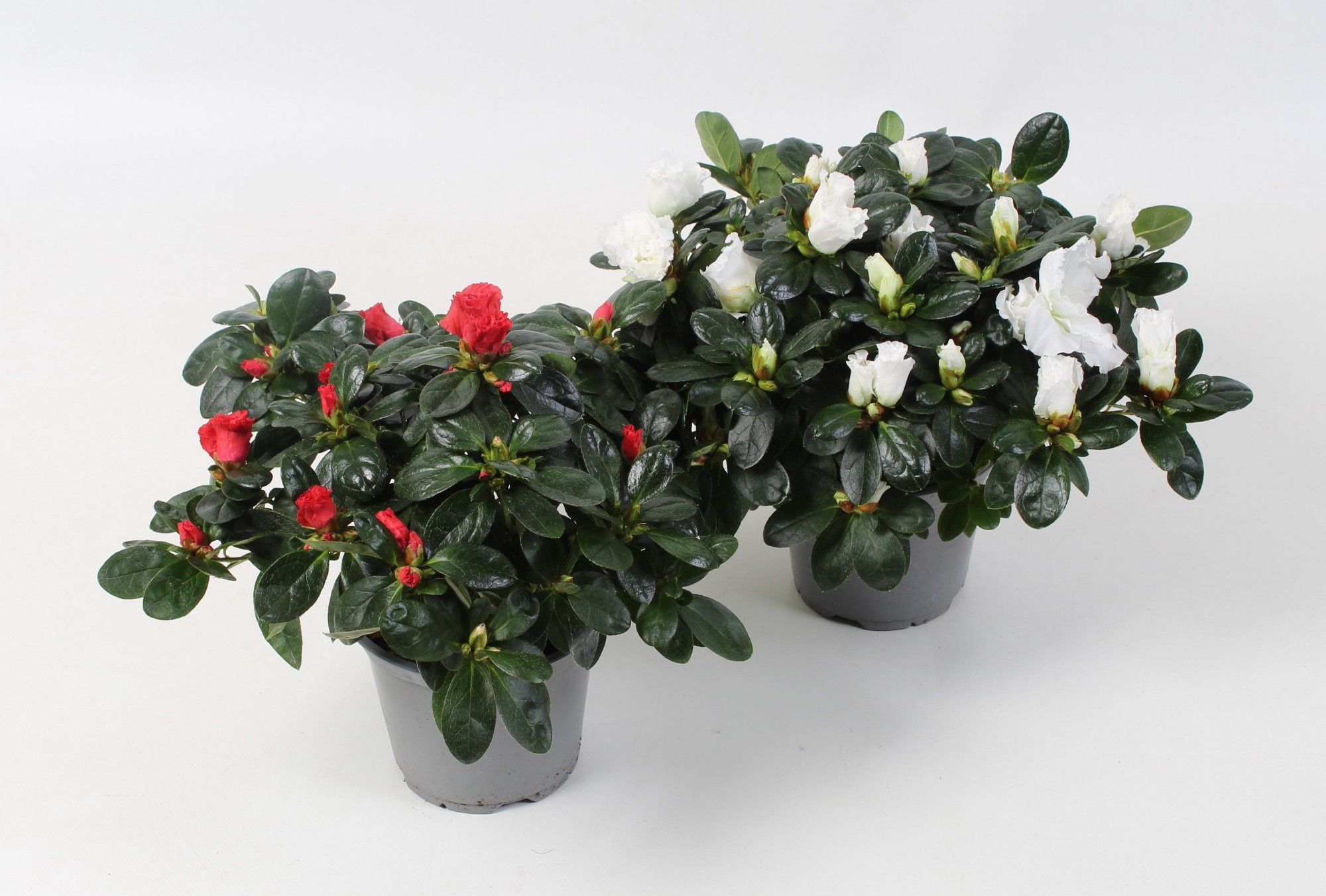 Azalea Wit/Rood DIA 25+ CM, D 12,5 cm