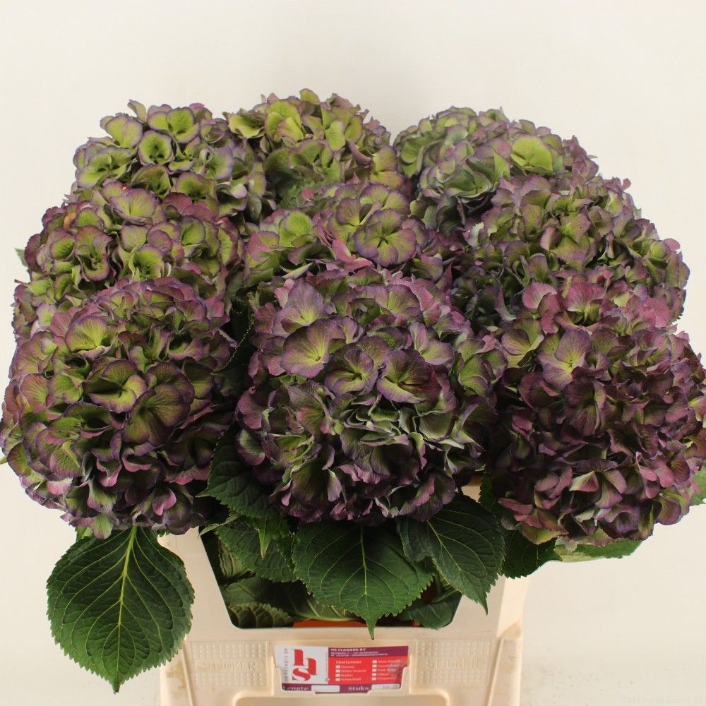 Гортензия Элбтал Классик 80, шт.