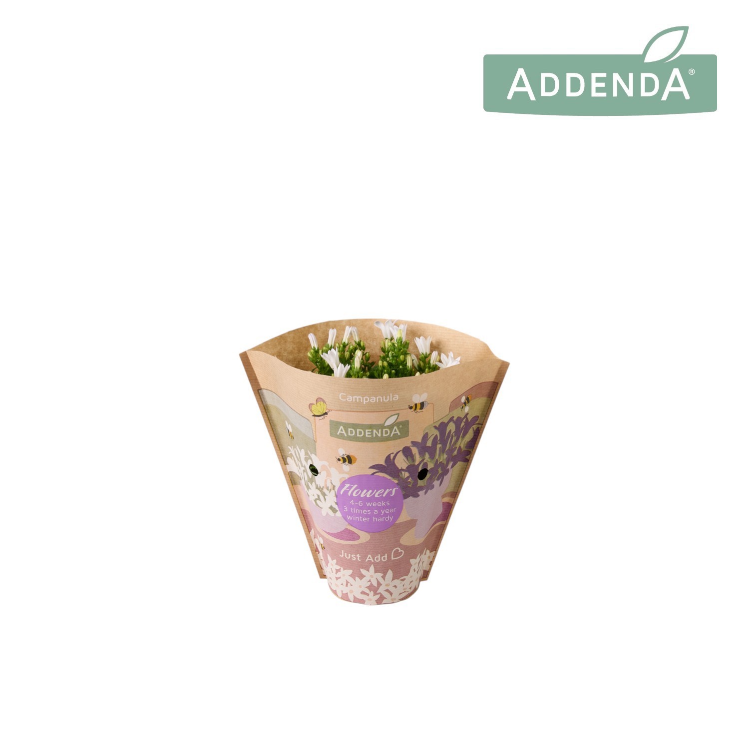 Campanula Ambella Intense White 10,5 cm krafthoes, D 10,5