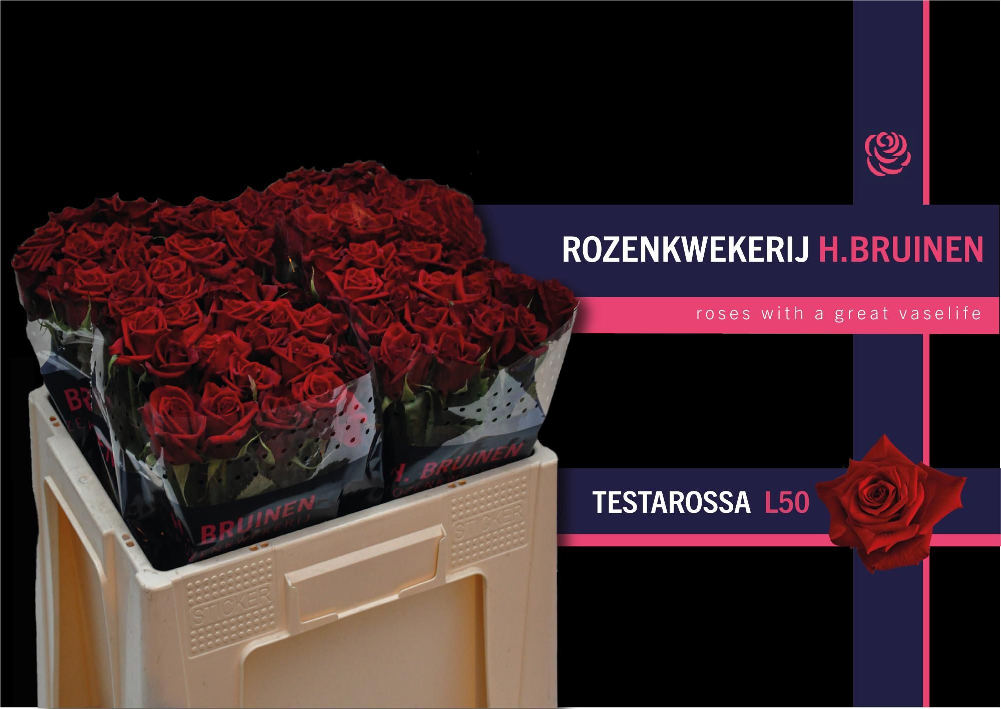 Роза од. Тестаросса 50, шт.