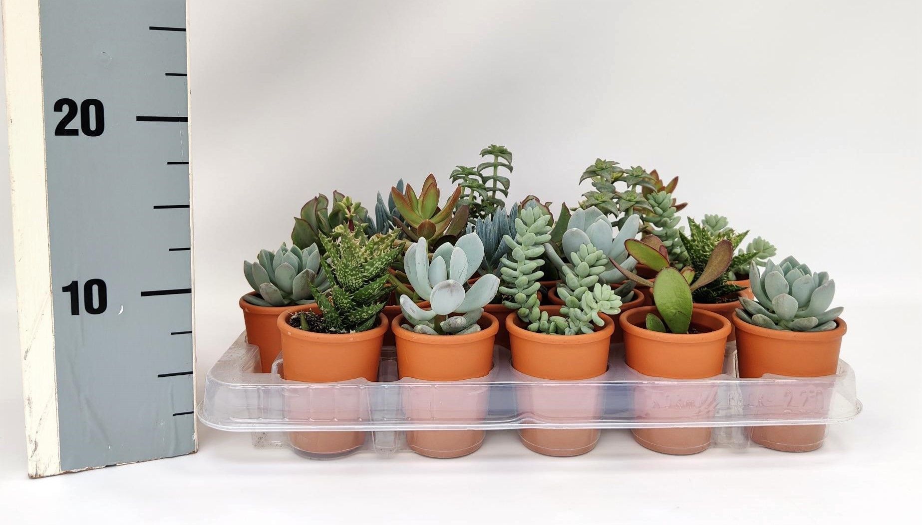 Succulent 5,5 cm mix rozenpot, D 5,5