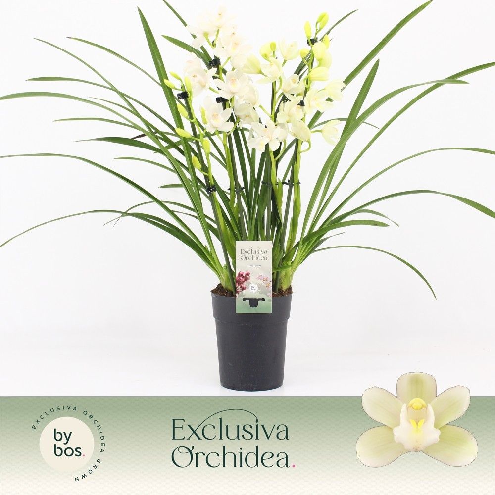 Cymbidium, Ice Dance 4-spike P14 'Exclusiva Orchidea', D 14