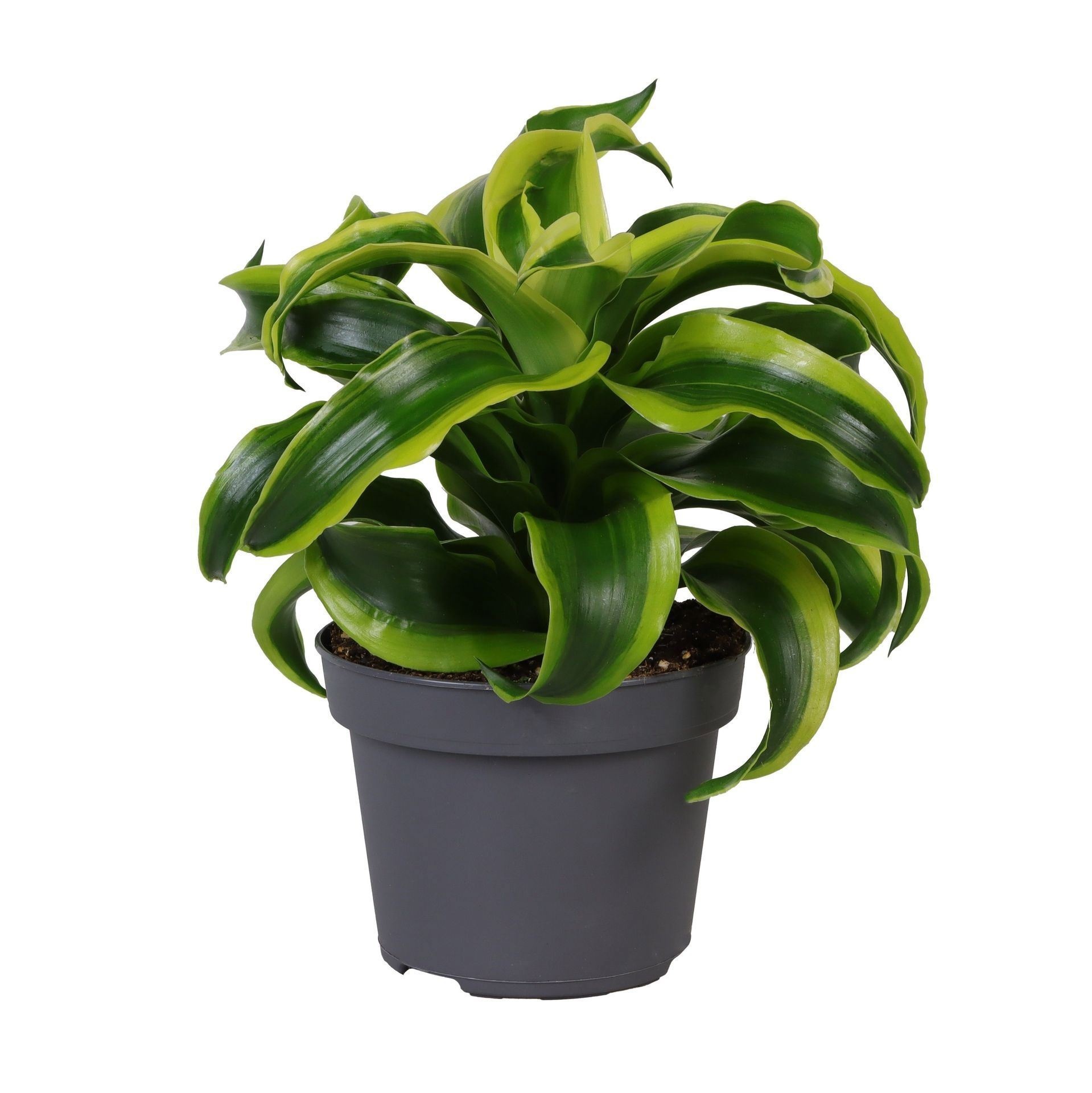 Dracaena Dragontree� Tornado, D 12