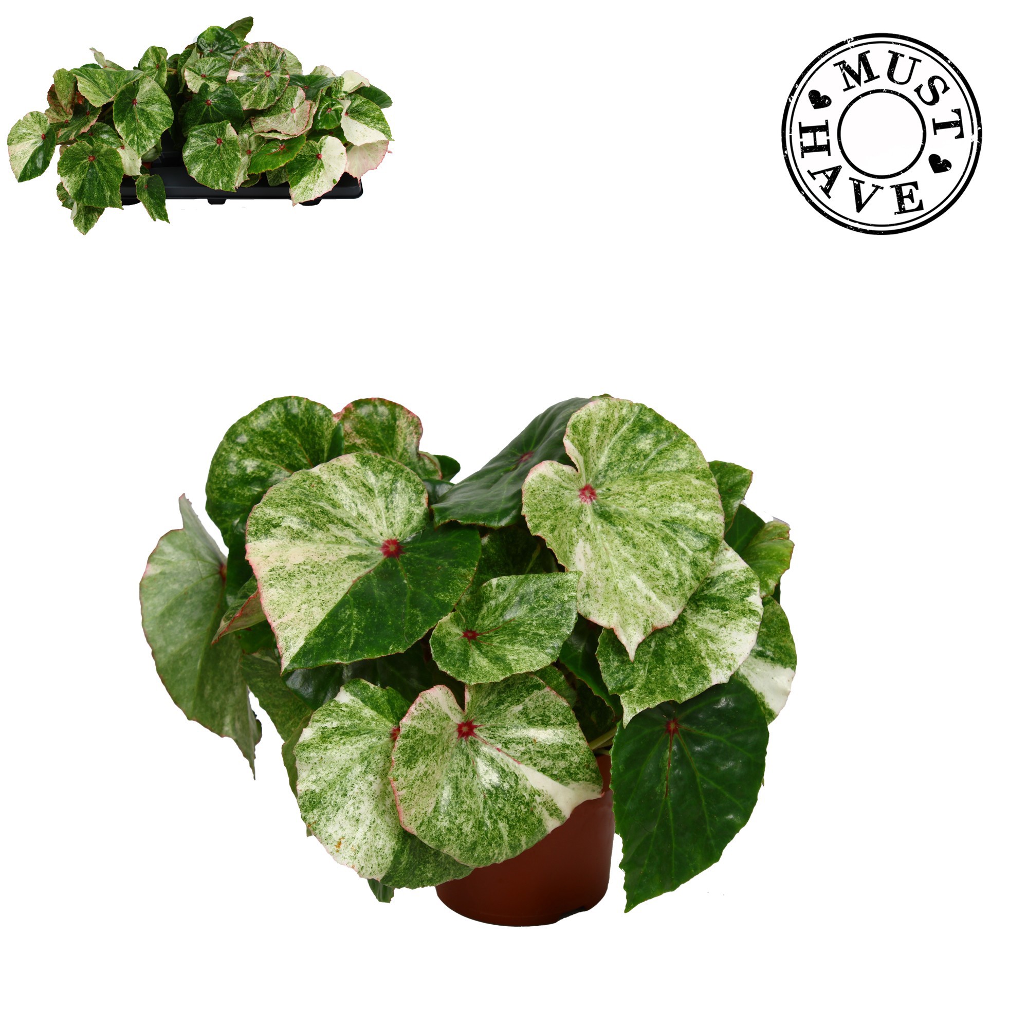 Bladbegonia Rouge Variegated, D 13