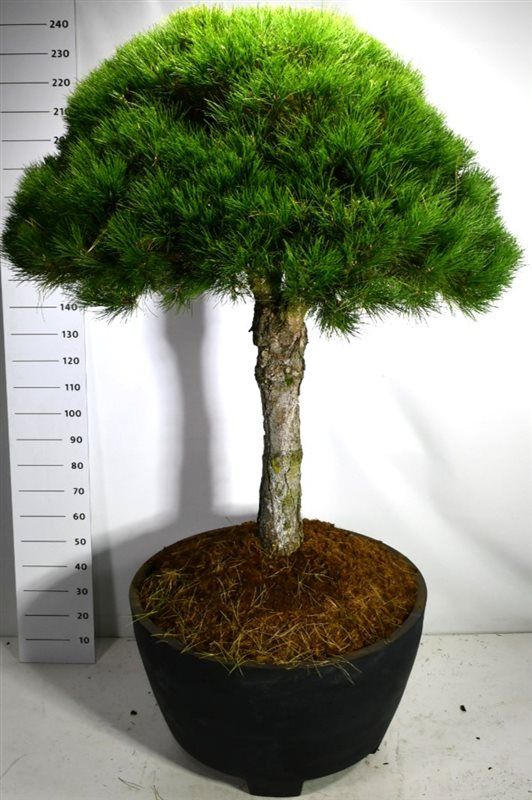 Pinus nigra nigra, D 100 cm