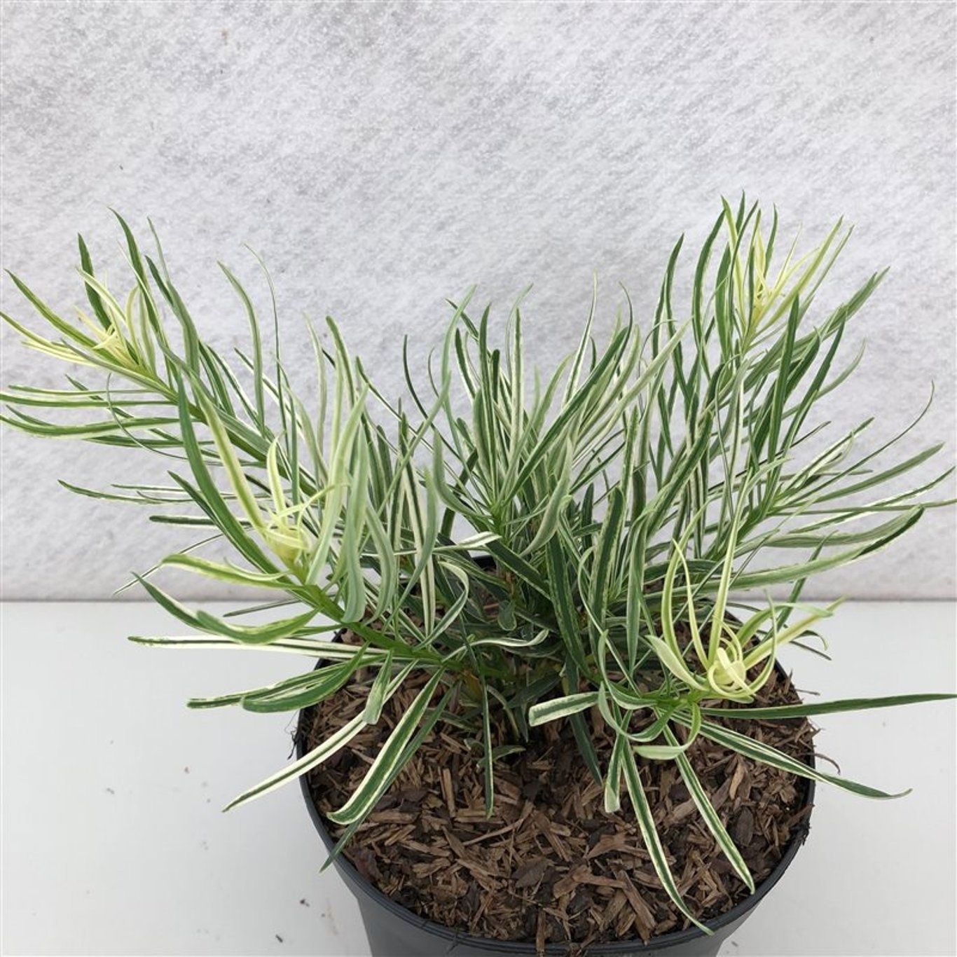 Podocarpus macrophyllus 'Variegata', D 19 cm