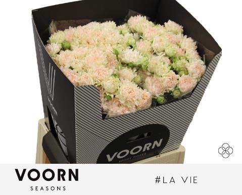 Роза куст. Ля Ви 70, шт.