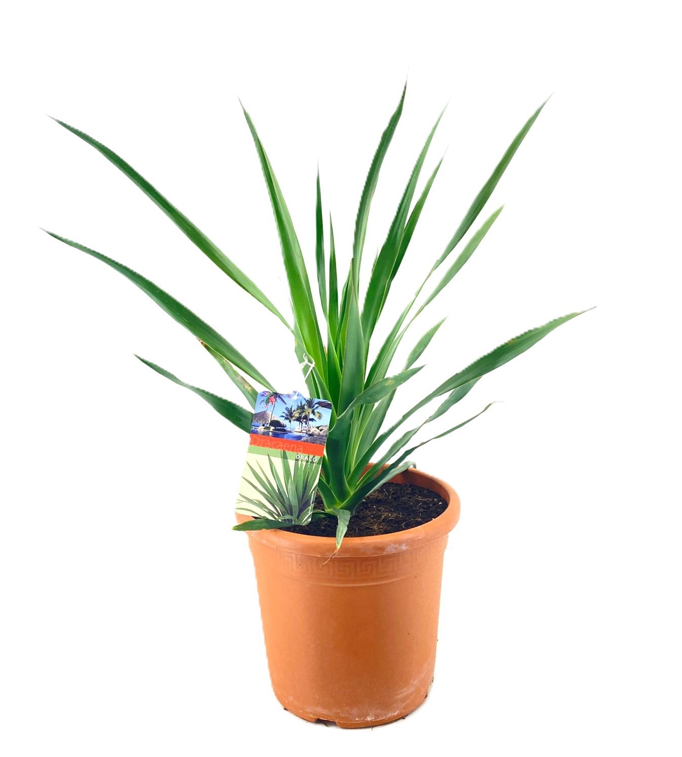 Dracaena Draco, D 27