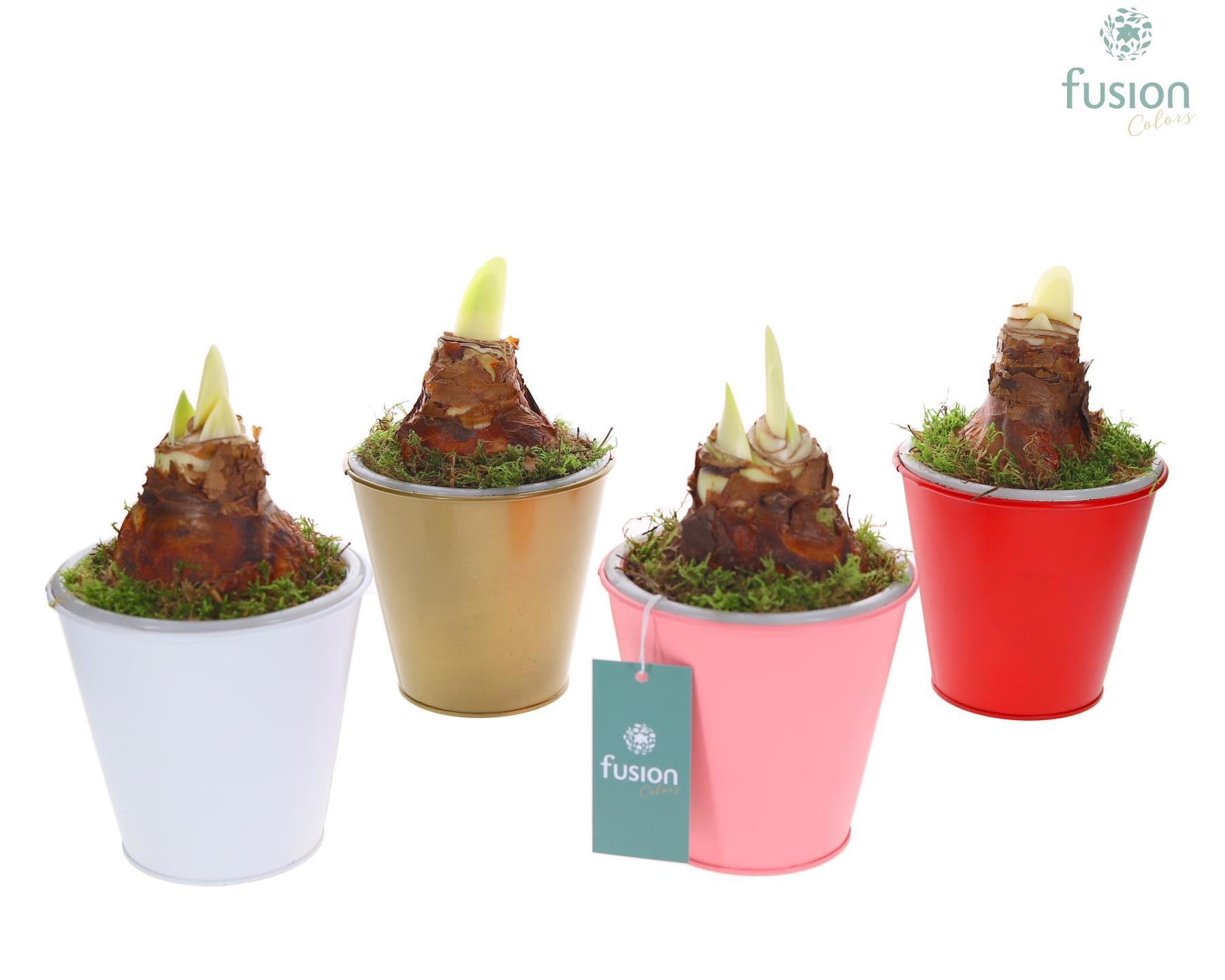 Pot zink wit met verlichting met Amaryllis, D 13