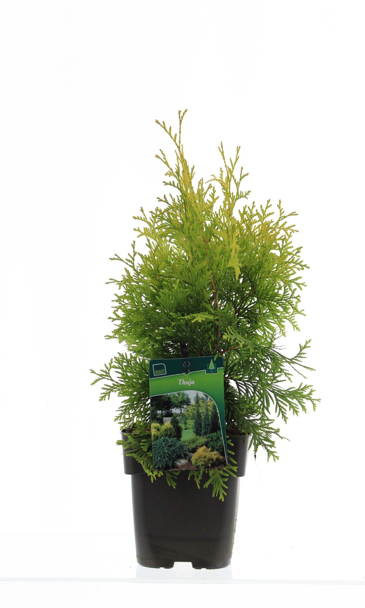 Thuja occidentalis 'Yellow Ribbon', D 17