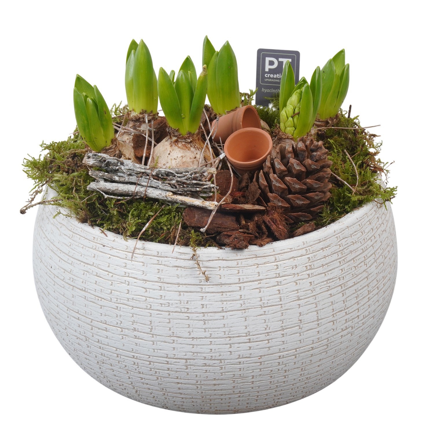 PTWH4033 Arrangement Winter Hyacint in keramiek schaal, D 26