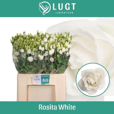 Эустома Розита Вайт 65 (бел.), шт.