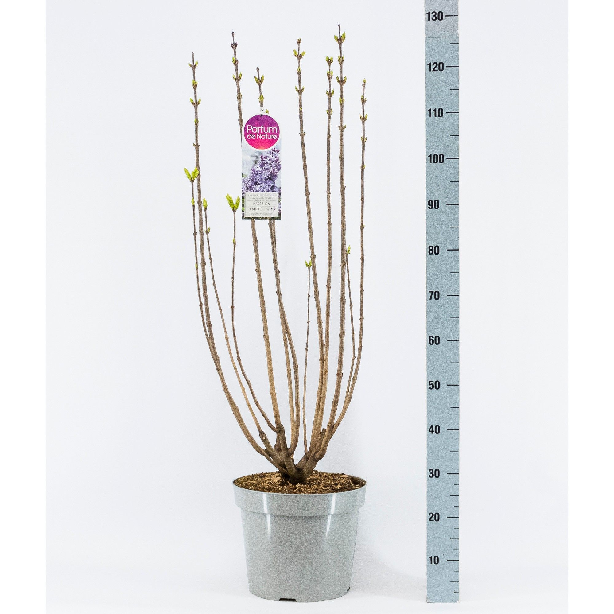 Syringa vul. Nadezhda, 3-jarig, C15 Solitair, D 32