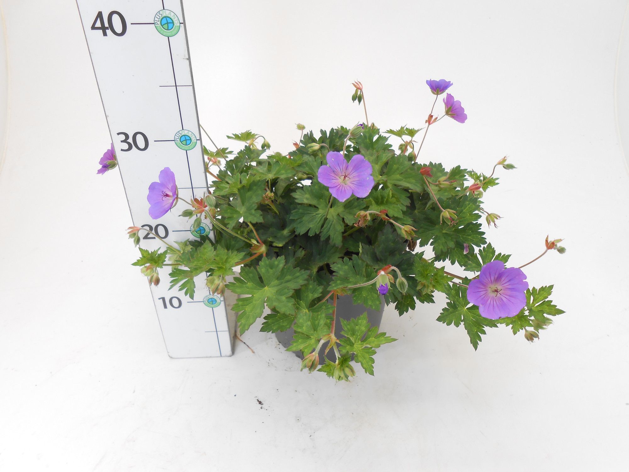 Geranium x hybridum 'Azure Rush', D 19