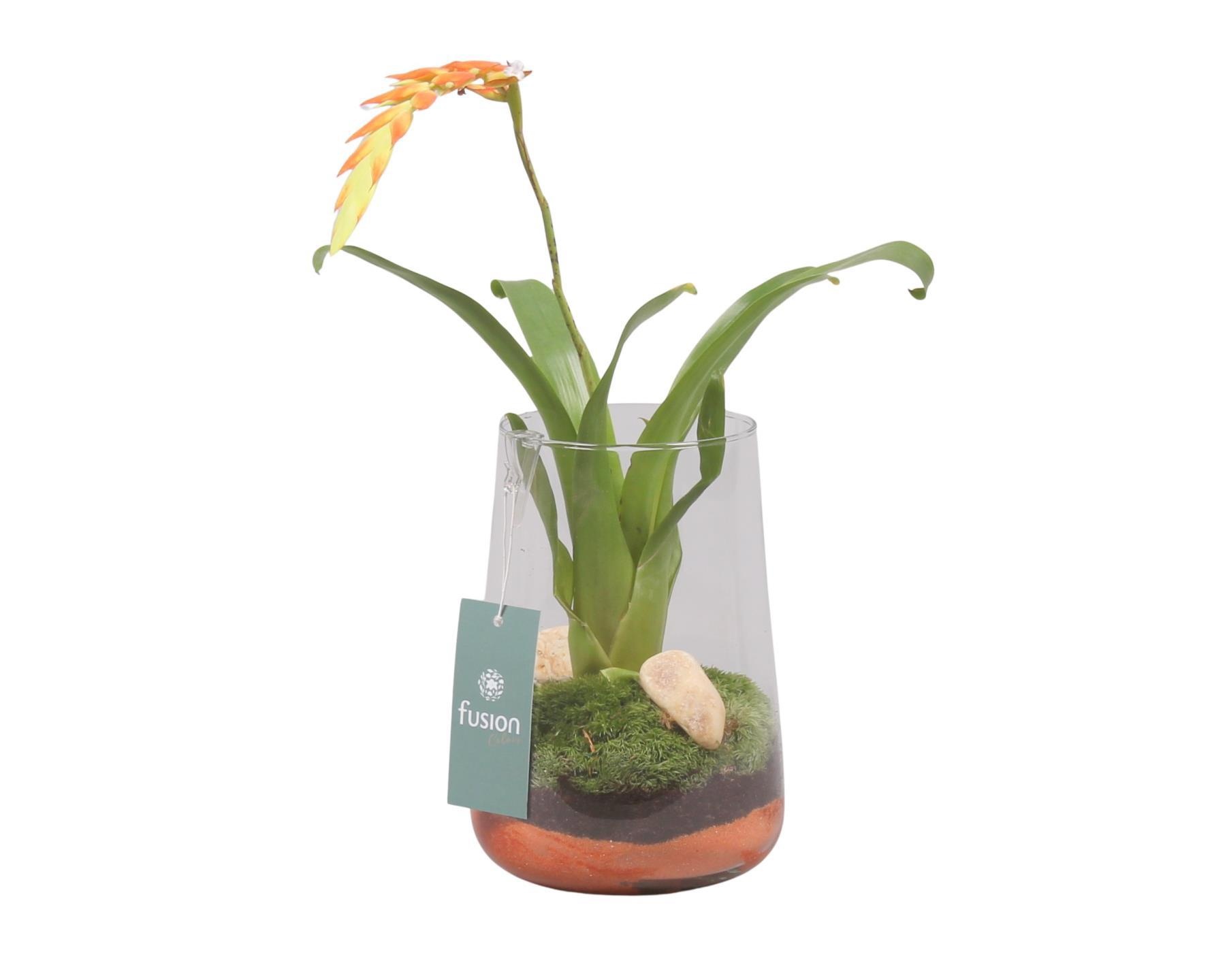 Green Bottle Deline Medium met Bromelia, D 13