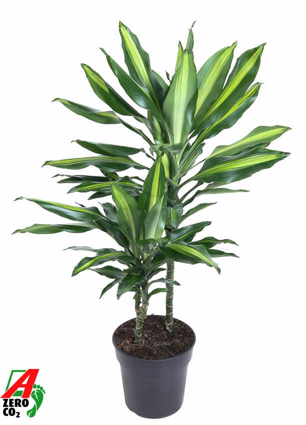 Dracaena Cintho 30-10, D 19