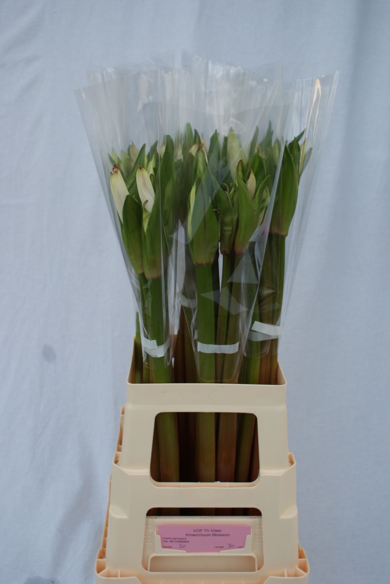 Амаркринум Овериг 70, шт.