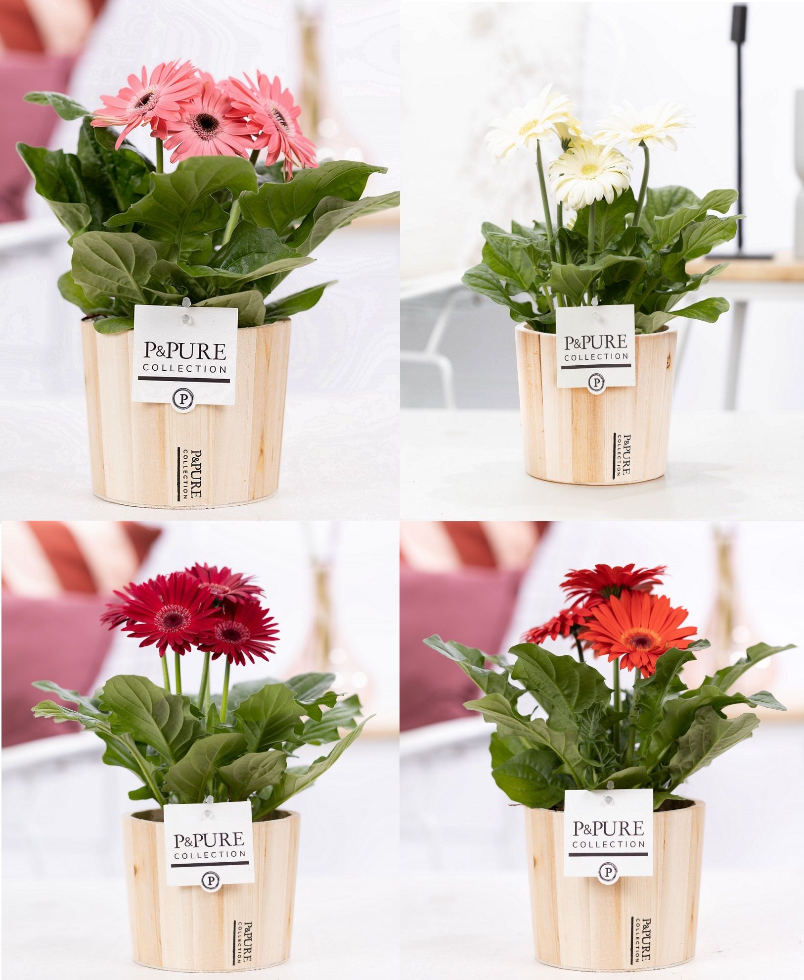 Gerbera gemengd 2+ in pot Purewood VI, D 12