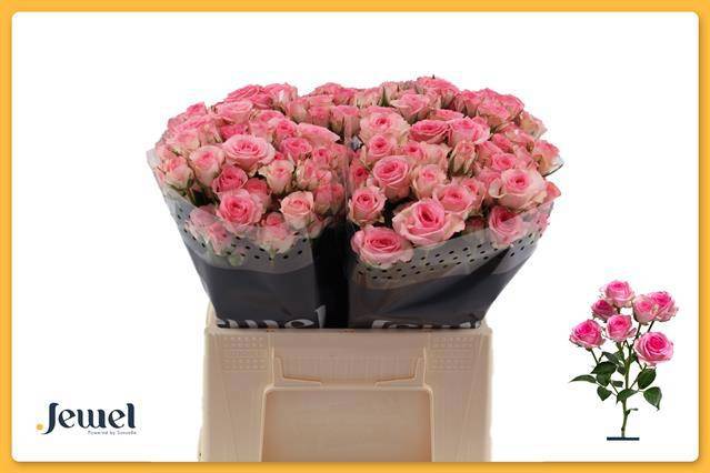 Роза куст. Тралала 40, шт.