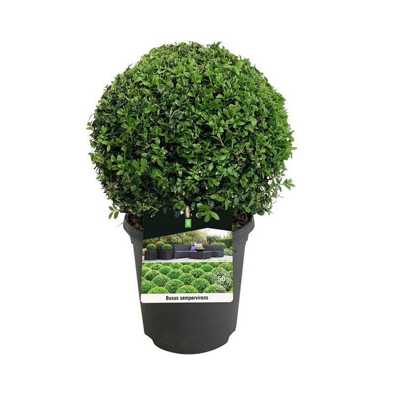 Buxus sempervirens, D 21