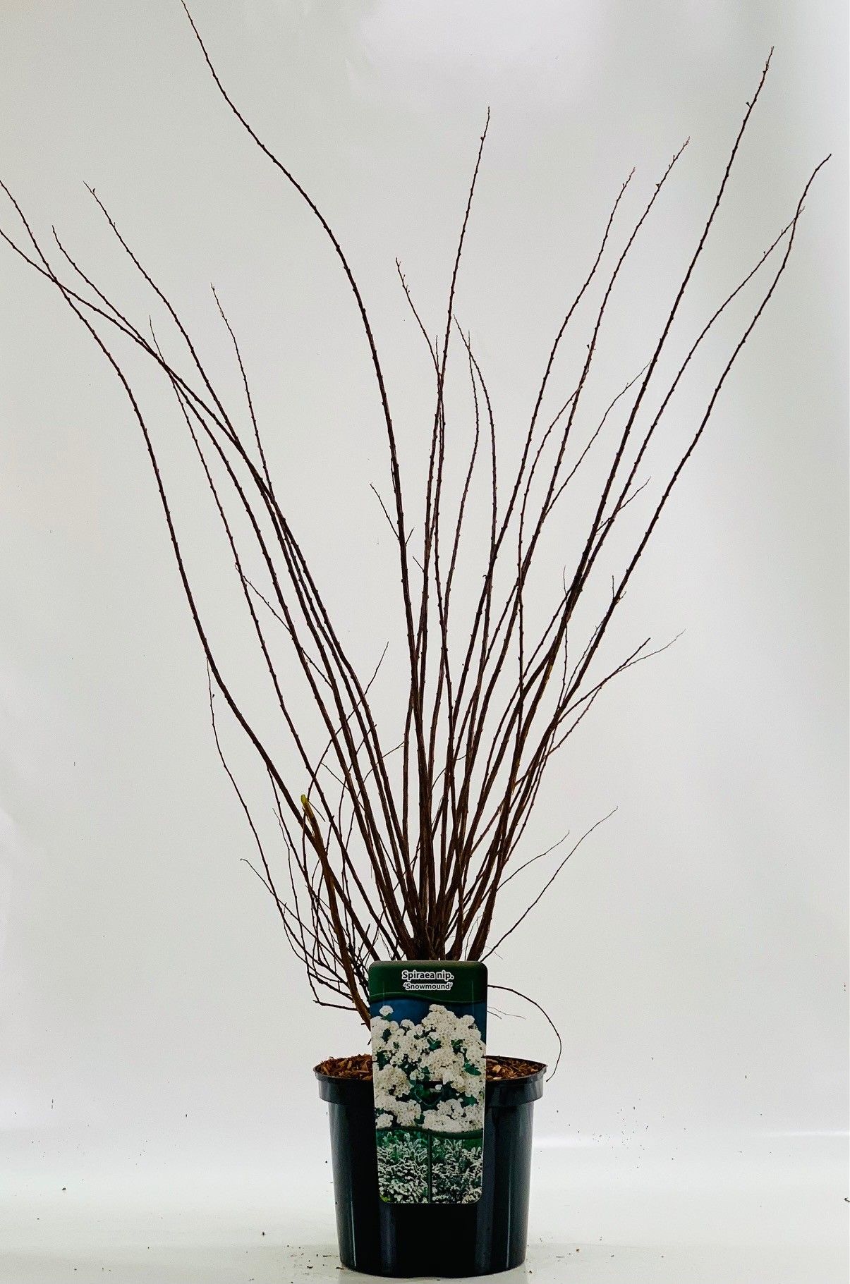 Spiraea nip. 'Snowmound', D 23