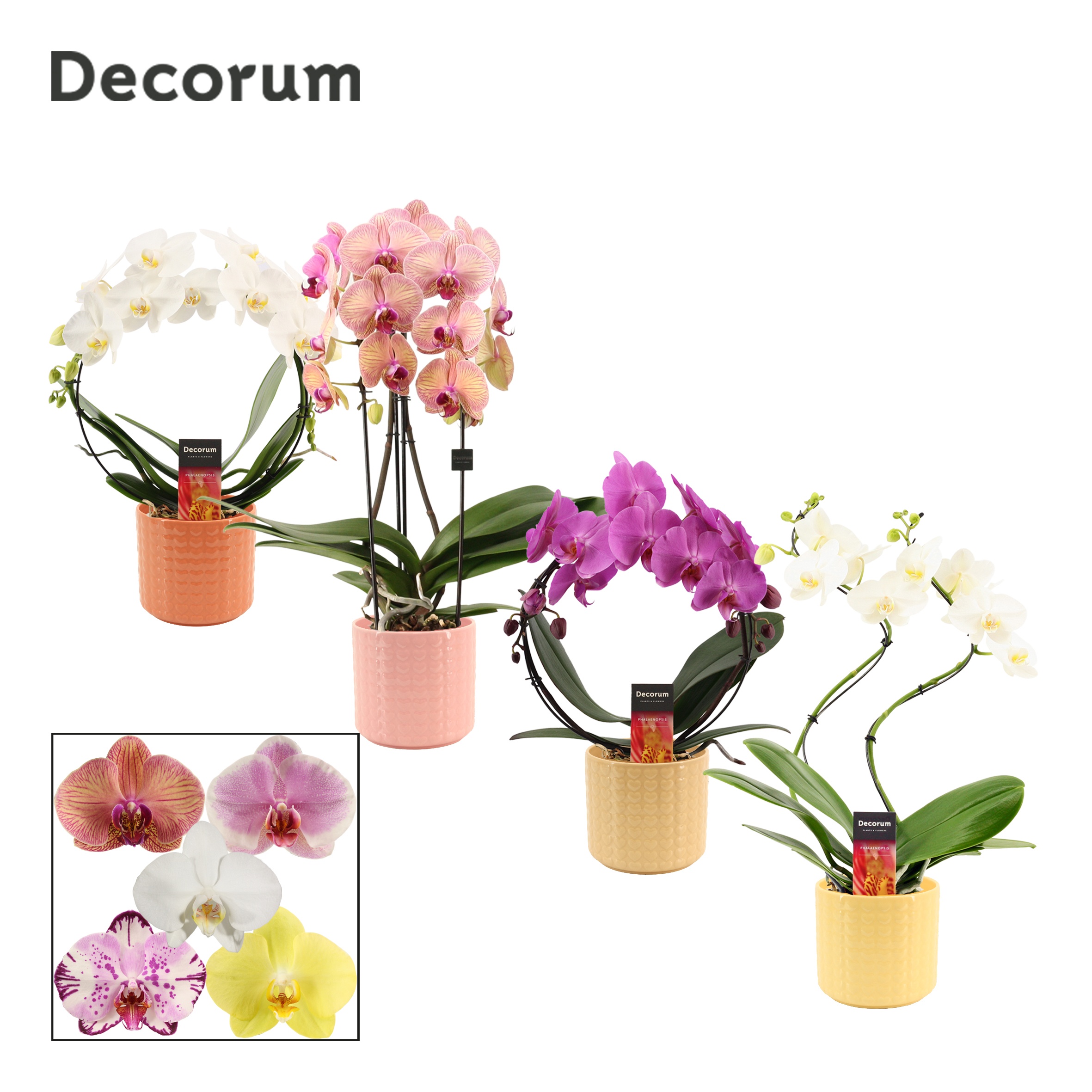 Phalaenopsis vormen mix 2 tak in Kaya (Sympathetic moods-collect, D 12 cm