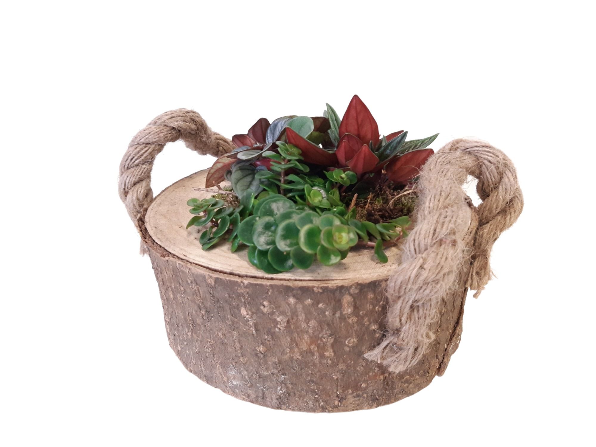 BSL20HMX Boomstam Schijf Laag mini gr.mix, D 20