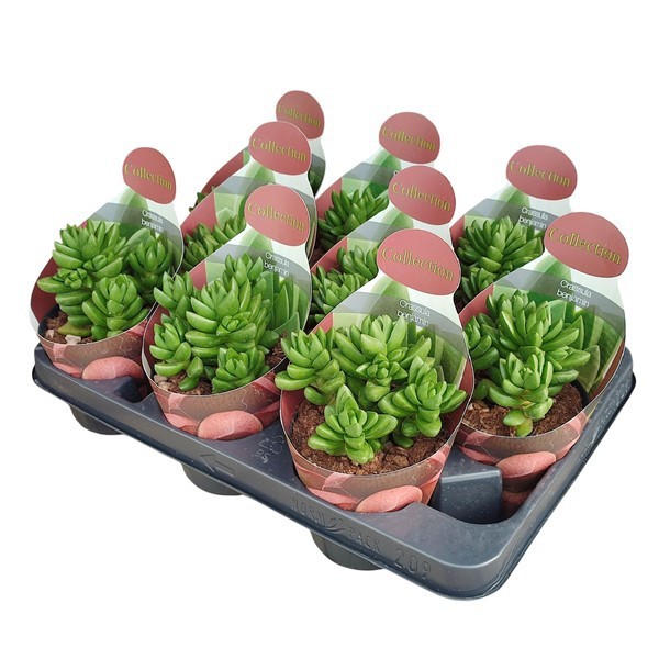 CRASSULA BENJAMIN - POT Ø 10,5- COLLECTION WITH POTCOVER (SUCCULENTEN), D 10,5