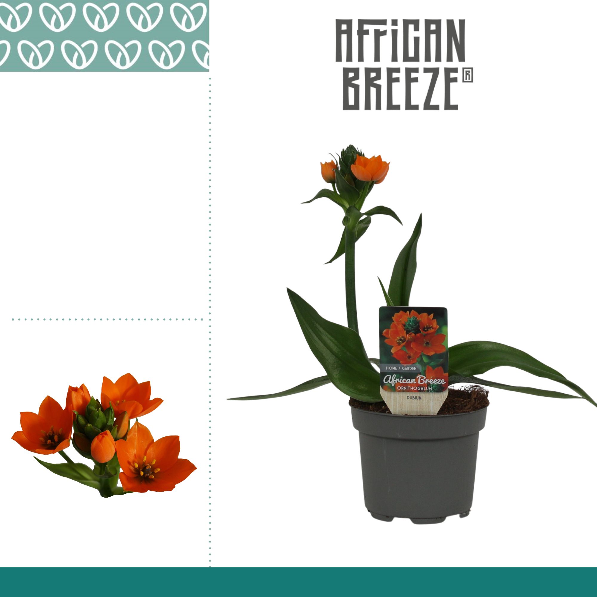 Ornithogalum Dubium Oranje 1pp, D 10,5