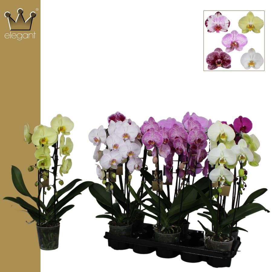 Phalaenopsis 2 tak, Cascade Mix, D 12 cm