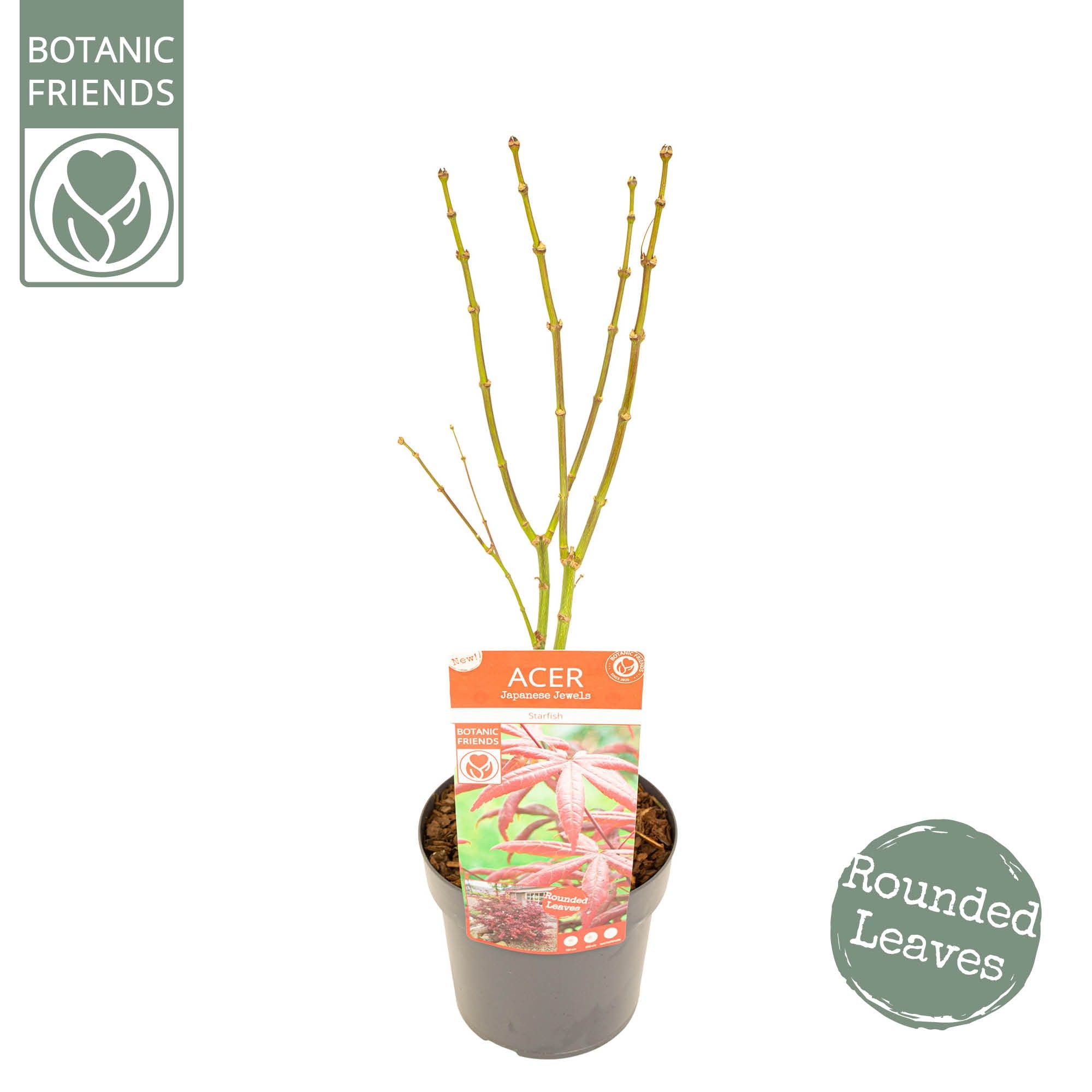 Acer palm. 'Starfish' ® PREMIUM, D 19