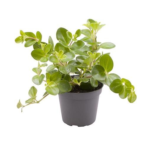 PEPEROMIA ROTUNDIFOLIA, D 6