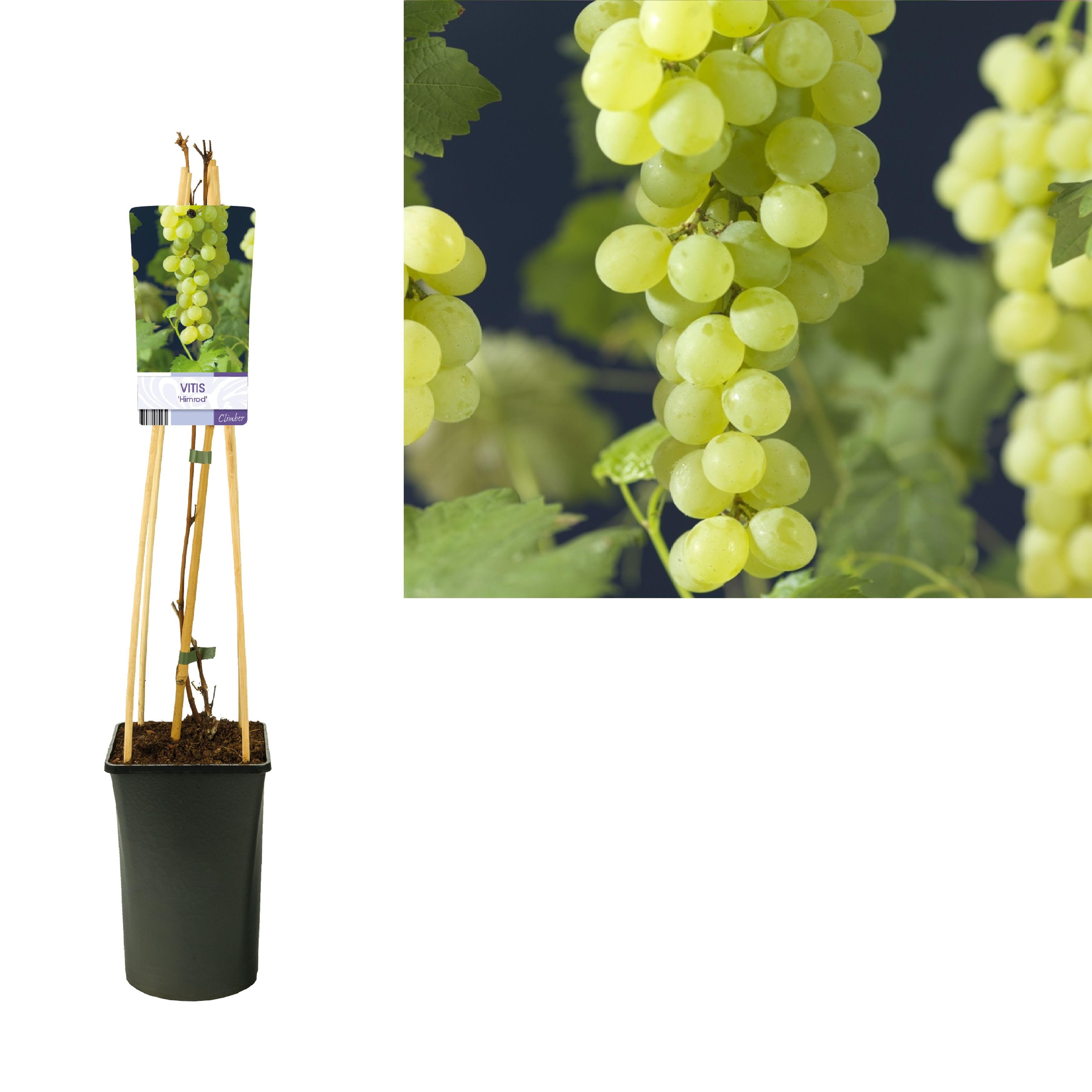Vitis 'Himrod' +light label, D 17 cm Vitis 'Himrod' +light label, D 17 cm
