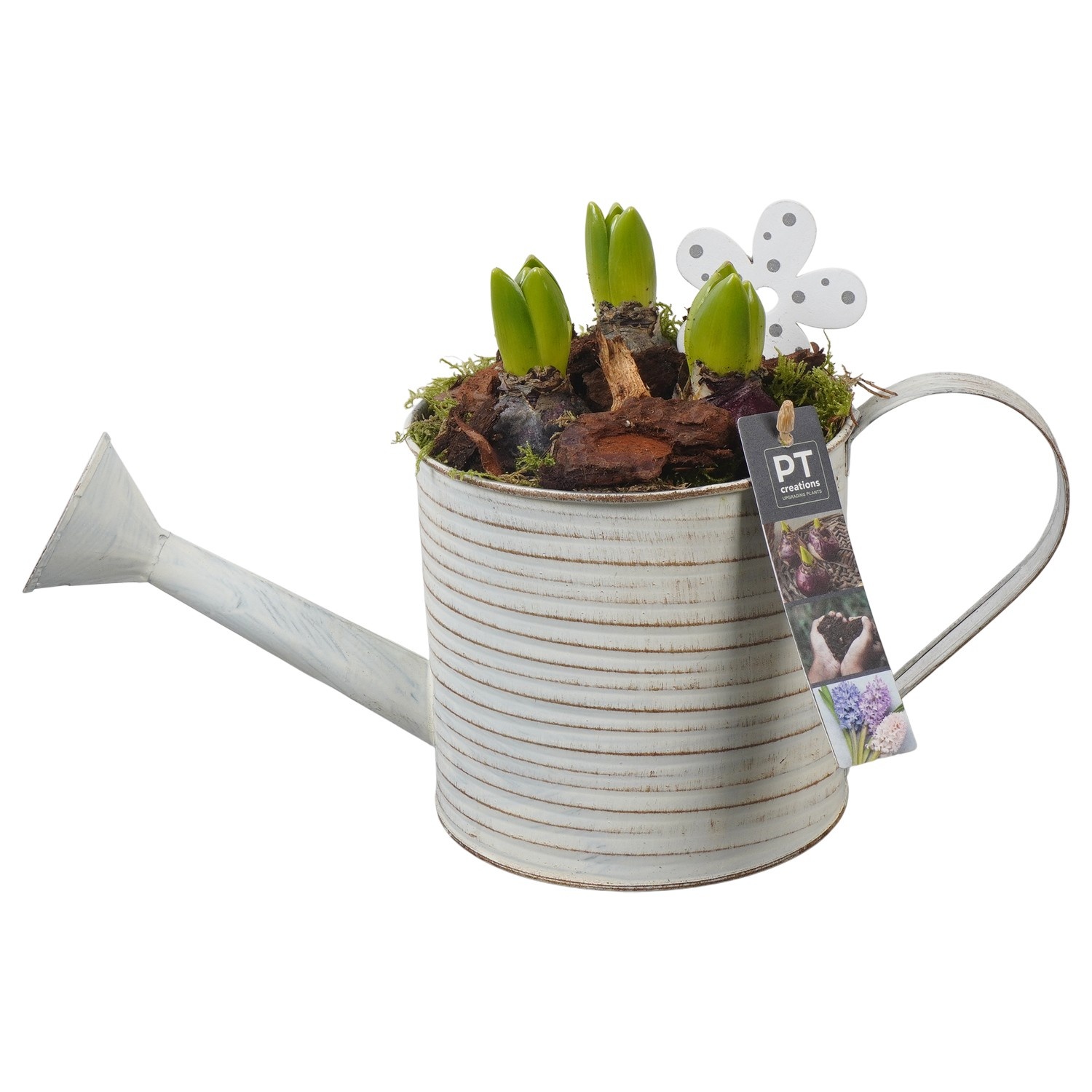 PTHC9120 Arrangement Hyacints in zink gieter, D 16