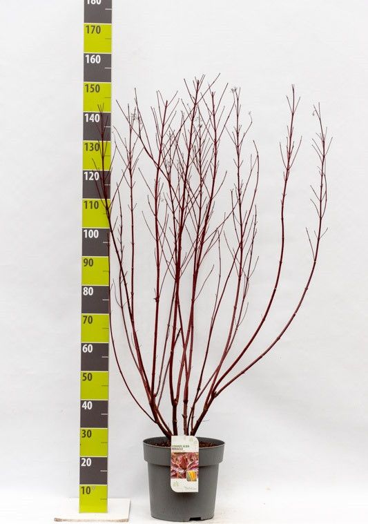 Cornus alba 'Miracle' (R) C 12, D 30