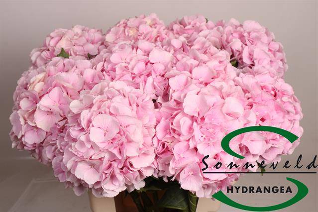 Гортензия Верена Пинк 60, шт.