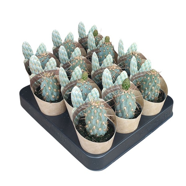 OPUNTIA MIQUELII - POT Ø 6,5 SHAPED POT COVER (CACTUS), D 6,5
